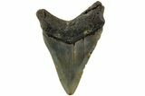 Serrated, Fossil Megalodon Tooth - North Carolina #235455-1